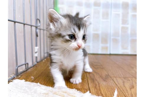 成約済の東京都のマンチカン-25965の7枚目