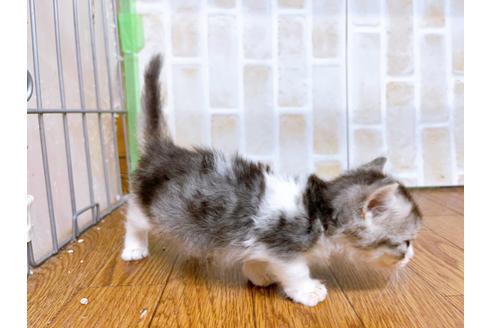 成約済の東京都のマンチカン-25965の8枚目