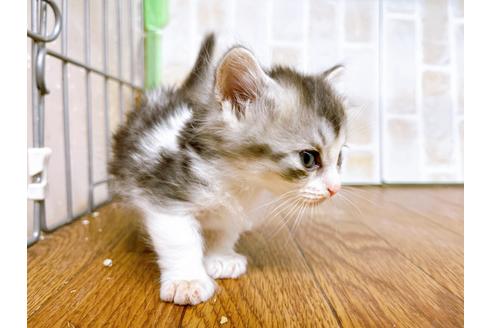 成約済の東京都のマンチカン-25965の9枚目