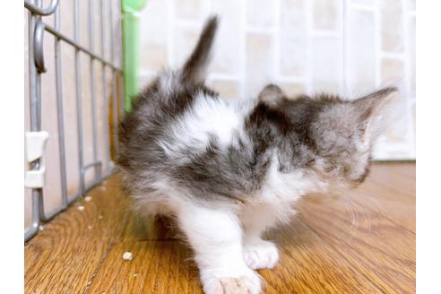 成約済の東京都のマンチカン-25965の10枚目