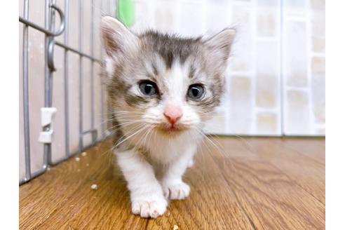 成約済の東京都のマンチカン-25965の2枚目