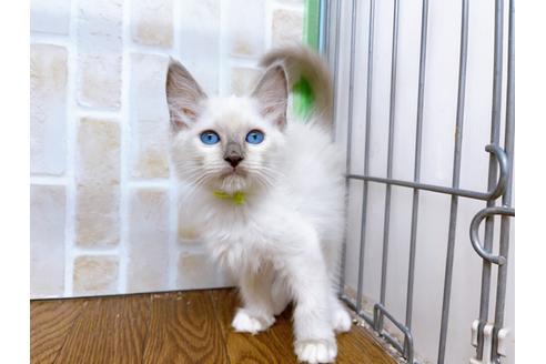 成約済の東京都のラグドール-23704の2枚目