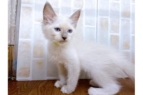 成約済の東京都のラグドール-23704の3枚目