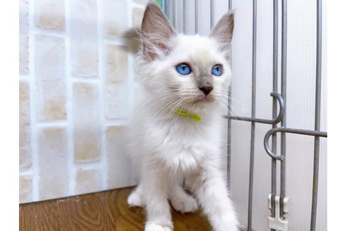 成約済の東京都のラグドール-23704の4枚目