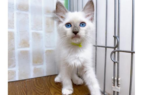 成約済の東京都のラグドール-23704の1枚目