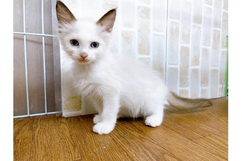 成約済の東京都のラグドール-23703の6枚目