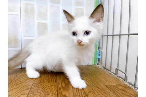 成約済の東京都のラグドール-23703の2枚目