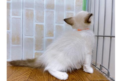 成約済の東京都のラグドール-23703の3枚目