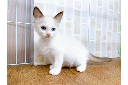 成約済の東京都のラグドール-23703の4枚目