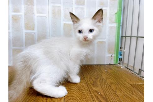 成約済の東京都のラグドール-23703