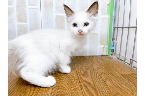 成約済の東京都のラグドール-23703の5枚目