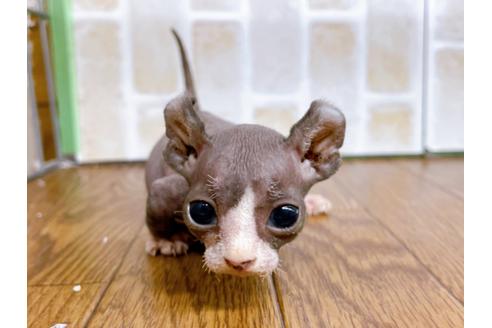 成約済の東京都のその他の猫種-25956の32枚目