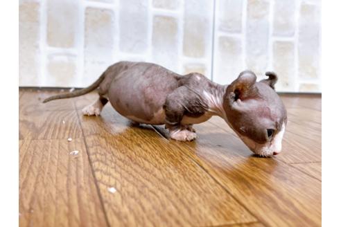 成約済の東京都のその他の猫種-25956の31枚目