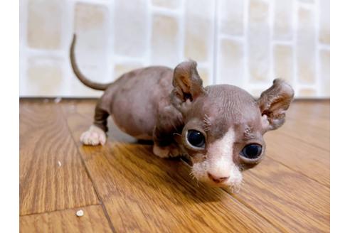 成約済の東京都のその他の猫種-25956の28枚目