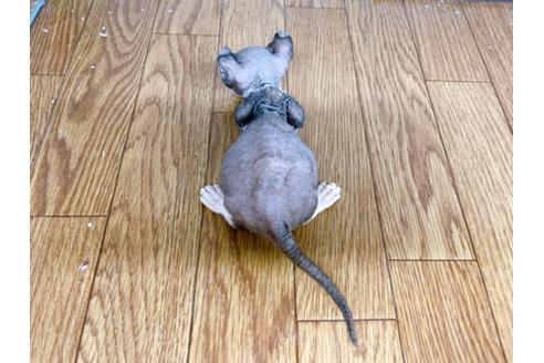 成約済の東京都のその他の猫種-25956の27枚目