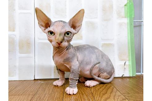 成約済の東京都のその他の猫種-23279の18枚目