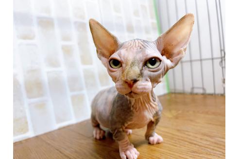 成約済の東京都のその他の猫種-23279の17枚目