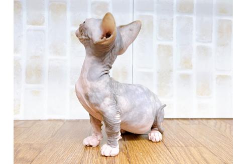 成約済の東京都のその他の猫種-23279の16枚目