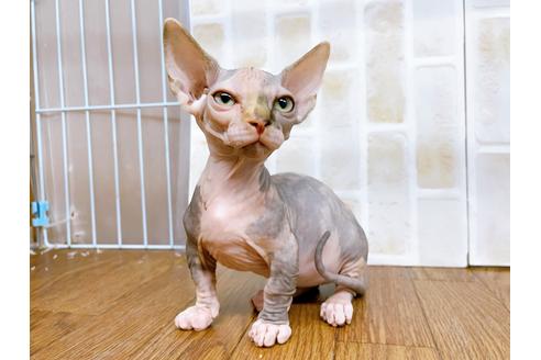 成約済の東京都のその他の猫種-23279の15枚目