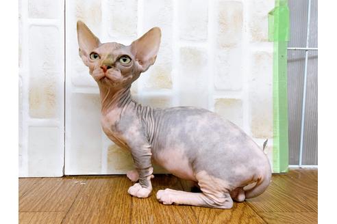 成約済の東京都のその他の猫種-23279の14枚目