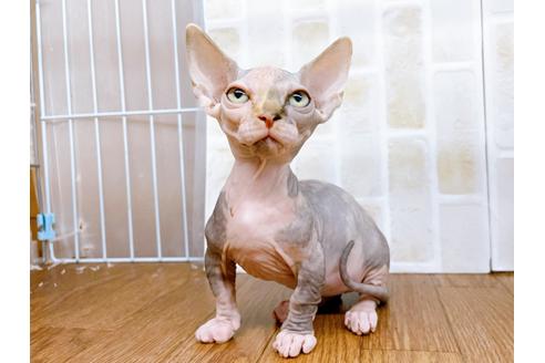 成約済の東京都のその他の猫種-23279の11枚目