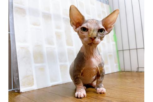 成約済の東京都のその他の猫種-23279の13枚目