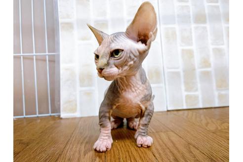 成約済の東京都のその他の猫種-23279の12枚目