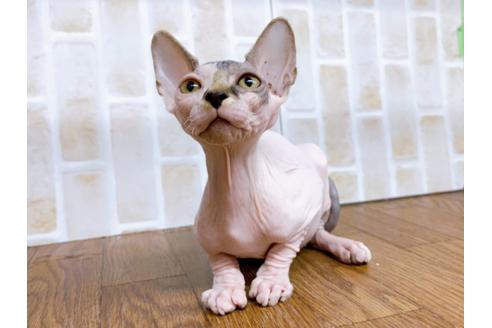 成約済の東京都のその他の猫種-23280の2枚目