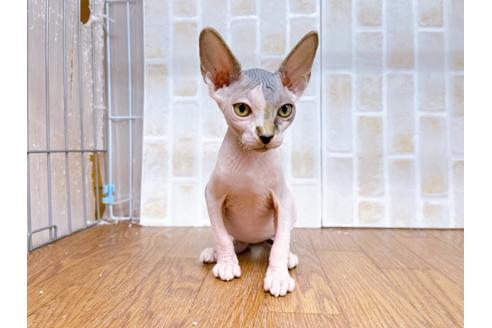 成約済の東京都のその他の猫種-23280の3枚目