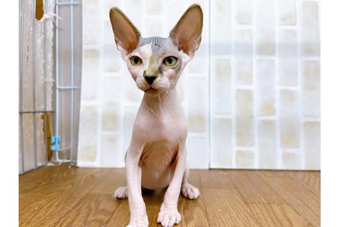 成約済の東京都のその他の猫種-23280の1枚目
