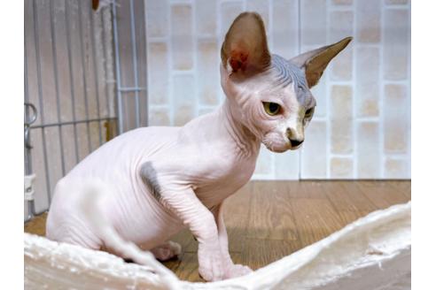 成約済の東京都のその他の猫種-23280の4枚目