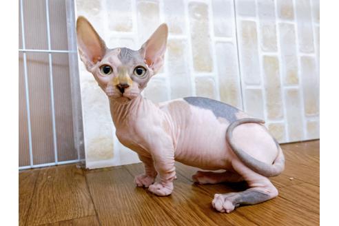 成約済の東京都のその他の猫種-23277の1枚目