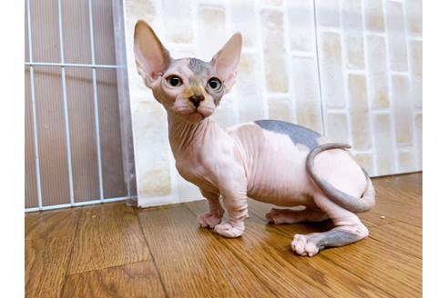 成約済の東京都のその他の猫種-23277の9枚目