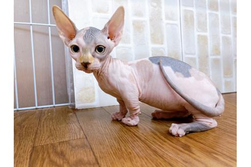 成約済の東京都のその他の猫種-23277の8枚目