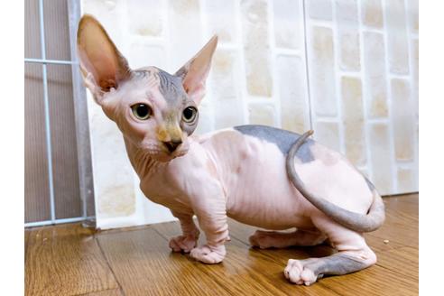 成約済の東京都のその他の猫種-23277の7枚目