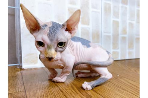成約済の東京都のその他の猫種-23277の5枚目