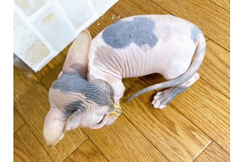 成約済の東京都のその他の猫種-23277の3枚目