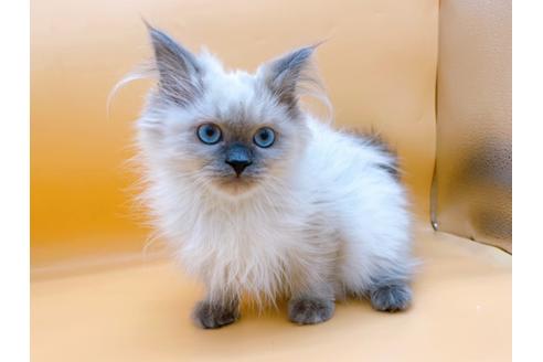 成約済の東京都のヒマラヤン-27274