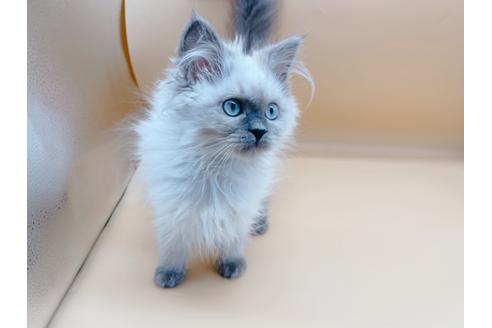 成約済の東京都のヒマラヤン-27274の7枚目