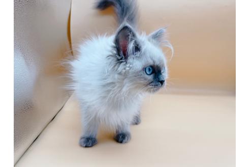 成約済の東京都のヒマラヤン-27274の8枚目