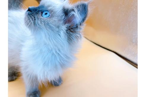 成約済の東京都のヒマラヤン-27274の3枚目