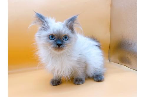 成約済の東京都のヒマラヤン-27274の5枚目