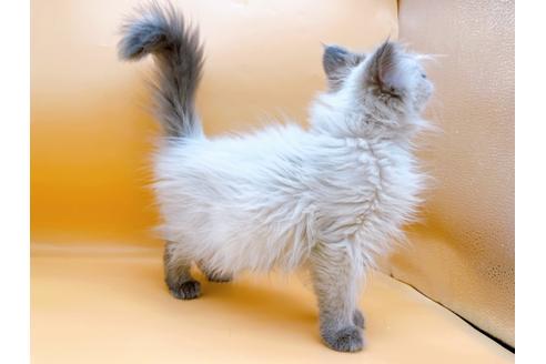 成約済の東京都のヒマラヤン-27274の6枚目