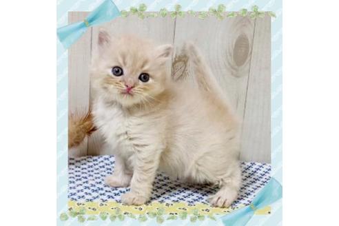 成約済の大阪府のスコティッシュフォールド-25853の1枚目