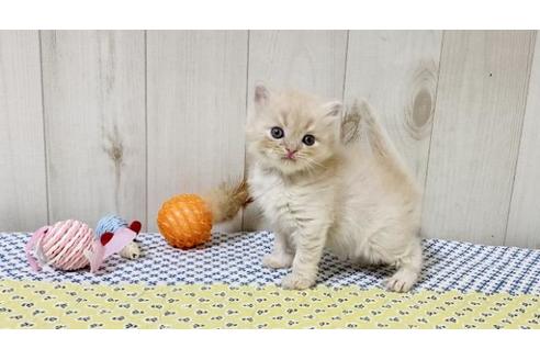 成約済の大阪府のスコティッシュフォールド-25853の3枚目