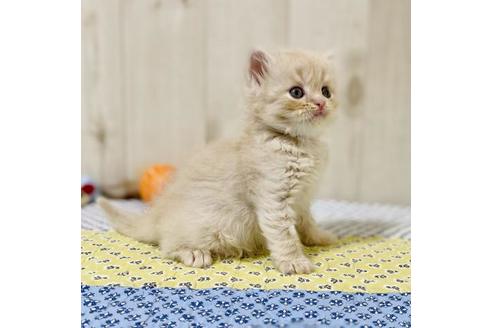 成約済の大阪府のスコティッシュフォールド-25853の4枚目