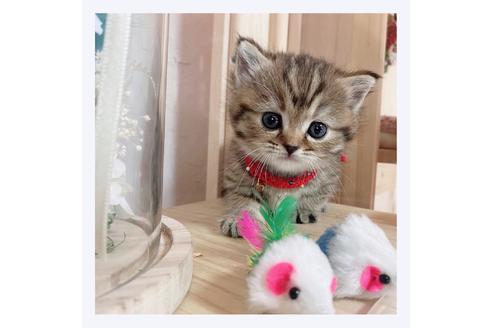 成約済の長野県のマンチカン-26087の1枚目