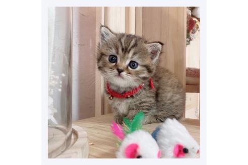 成約済の長野県のマンチカン-26087の5枚目