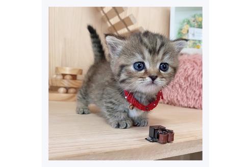 成約済の長野県のマンチカン-26087の4枚目