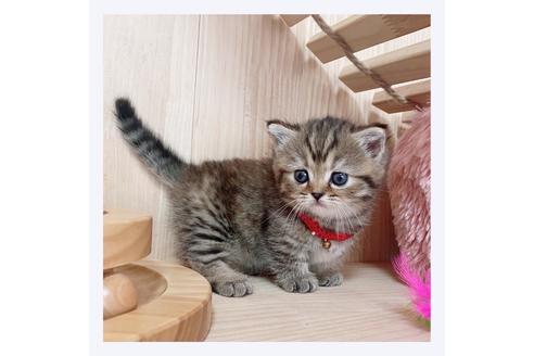 成約済の長野県のマンチカン-26087の3枚目